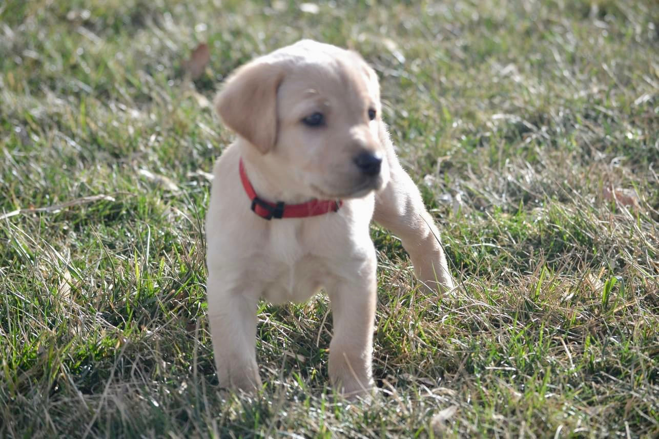 Puppy Deposit