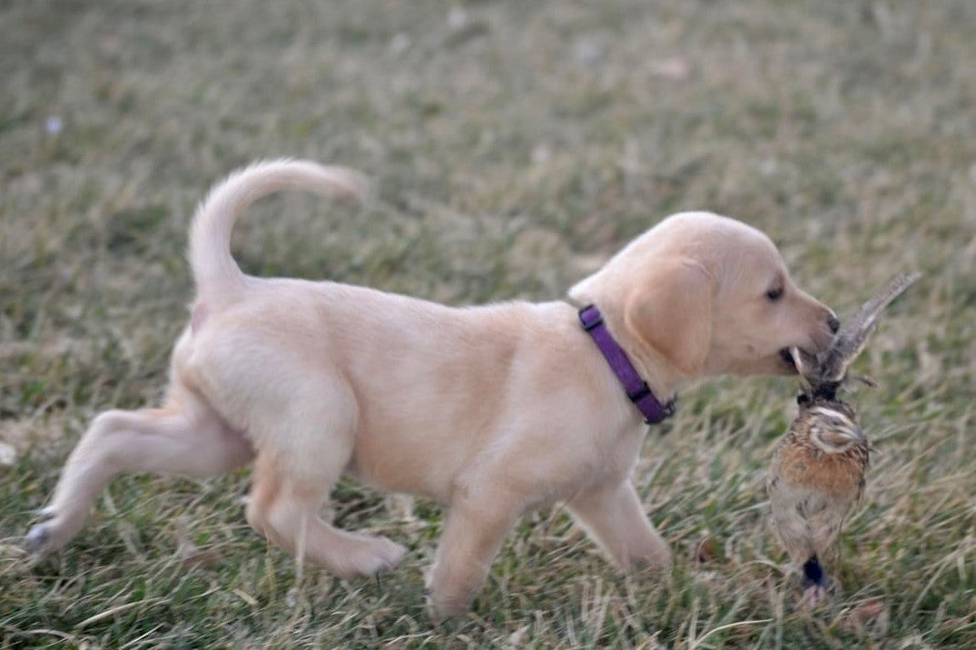 Puppy Deposit
