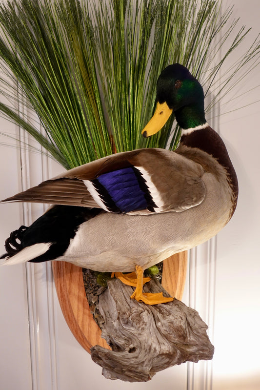 mallard duck mount