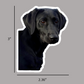 Black Lab "Apa Dog" Sticker